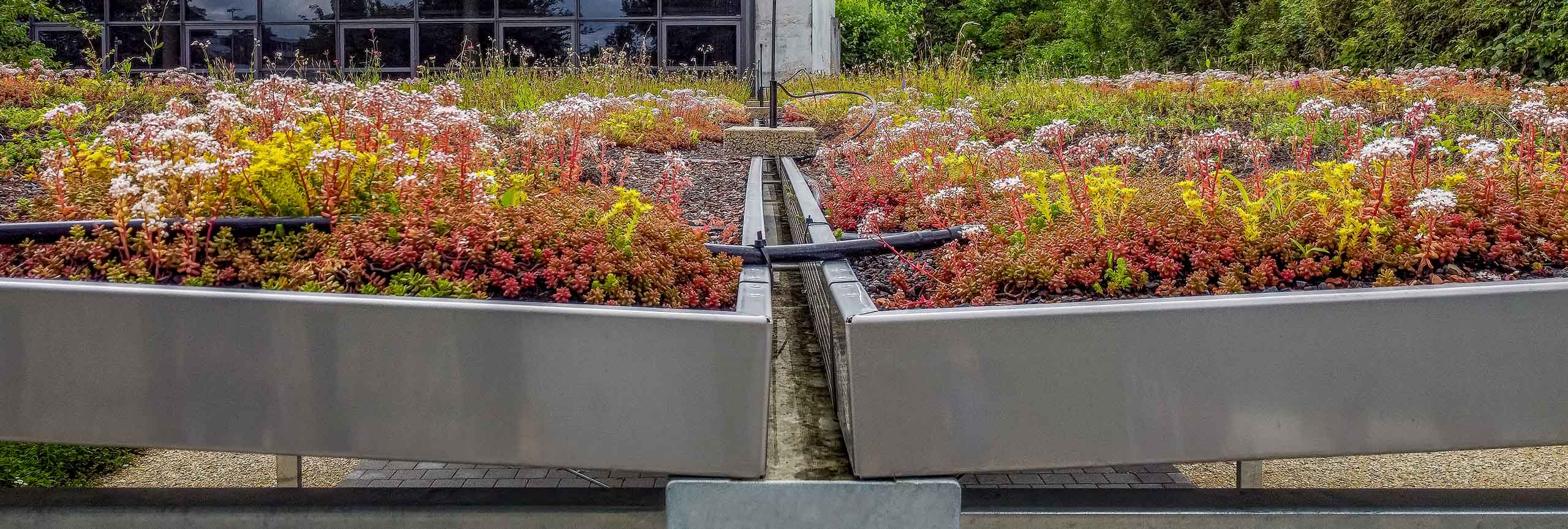 Dachbegrünung Flora