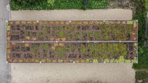 Dachbegruenung Flora