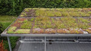 Dachbegruenung Flora
