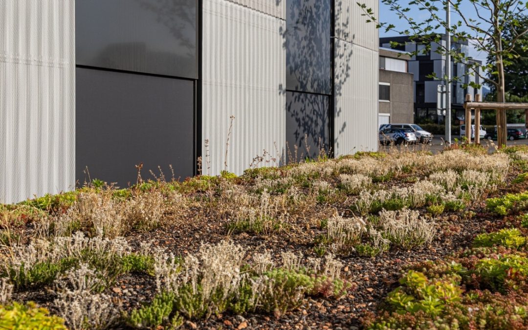 Grüne Dächer: Mehr Lebensqualität und Biodiversität im urbanen Raum