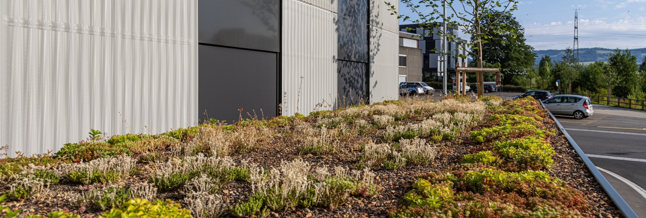 Gruene_Daecher_Biodiversitaet_Dachbegruenung